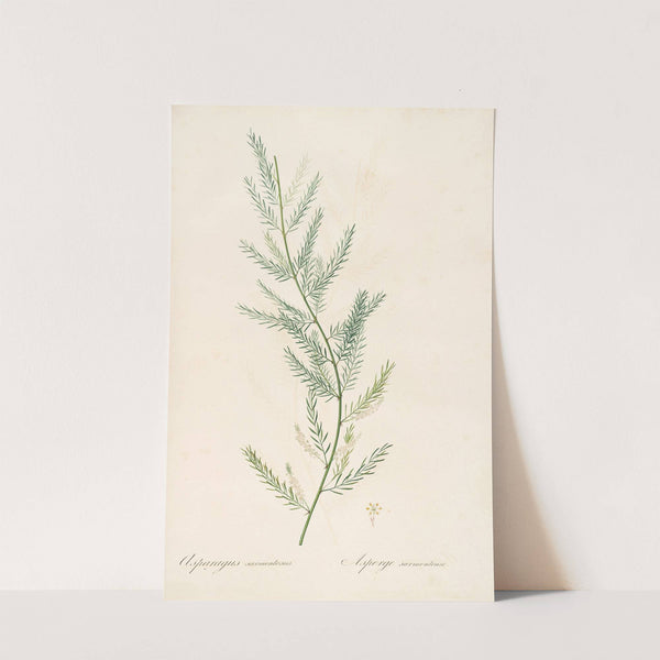 Les liliacees Pl.39 (1805-1816) by Pierre Joseph Redouté