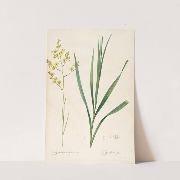 Les liliacees Pl.40 (1805-1816) by Pierre Joseph Redouté