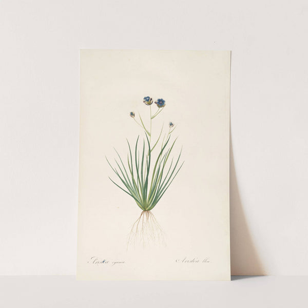 Les liliacees Pl.41 (1805-1816) by Pierre Joseph Redouté