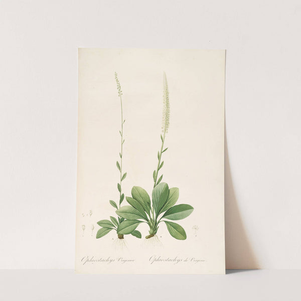 Les liliacees Pl.43 (1805-1816) by Pierre Joseph Redouté