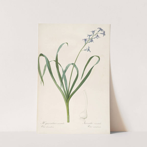 Les liliacees Pl.44 (1805-1816) by Pierre Joseph Redouté