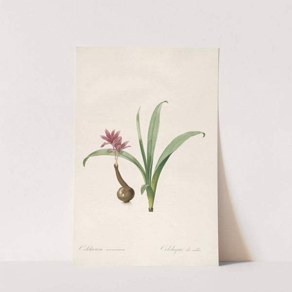 Les liliacees Pl.46 (1805-1816) by Pierre Joseph Redouté