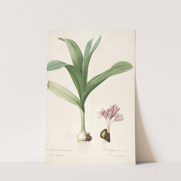 Les liliacees Pl.47 (1805-1816) by Pierre Joseph Redouté