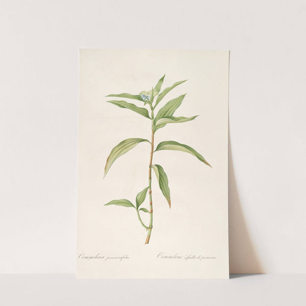 Les liliacees Pl.51 (1805-1816) by Pierre Joseph Redouté