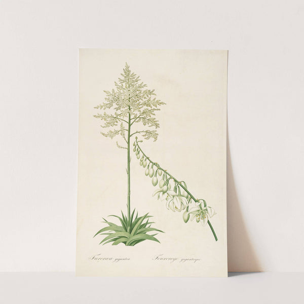 Les liliacees Pl.55 by Pierre Joseph Redouté