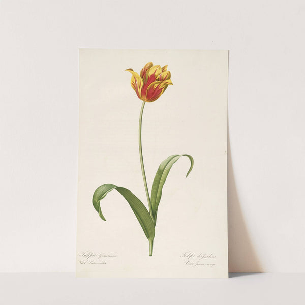 Les liliacees Pl.56 by Pierre Joseph Redouté