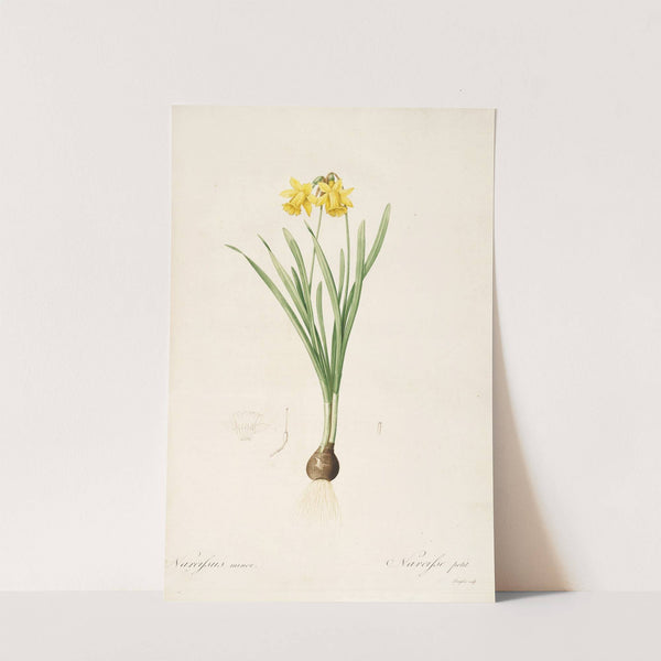 Les liliacees Pl.59 by Pierre Joseph Redouté