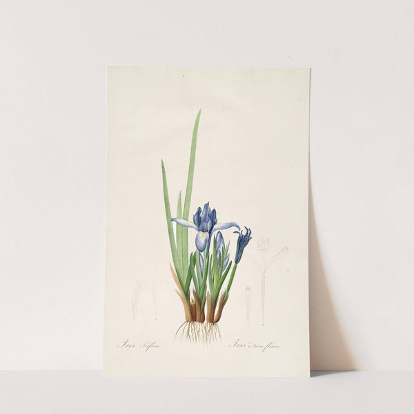 Les liliacees Pl.60 by Pierre Joseph Redouté