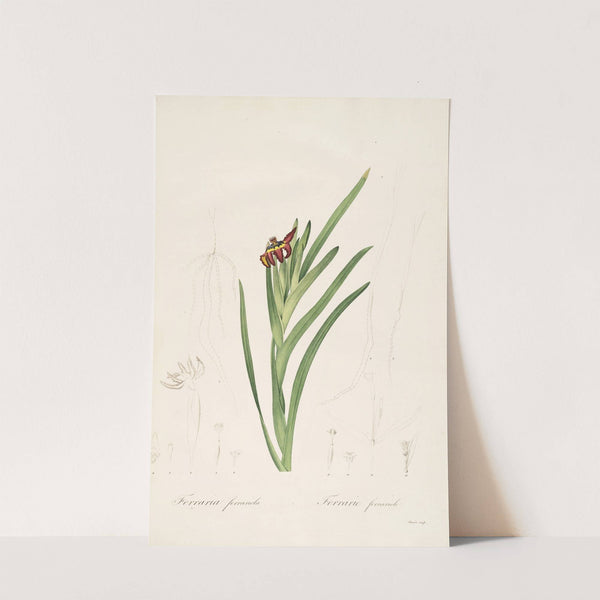 Les liliacees Pl.63 by Pierre Joseph Redouté