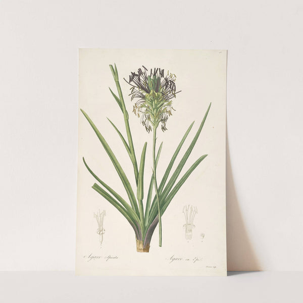 Les liliacees Pl.64 by Pierre Joseph Redouté