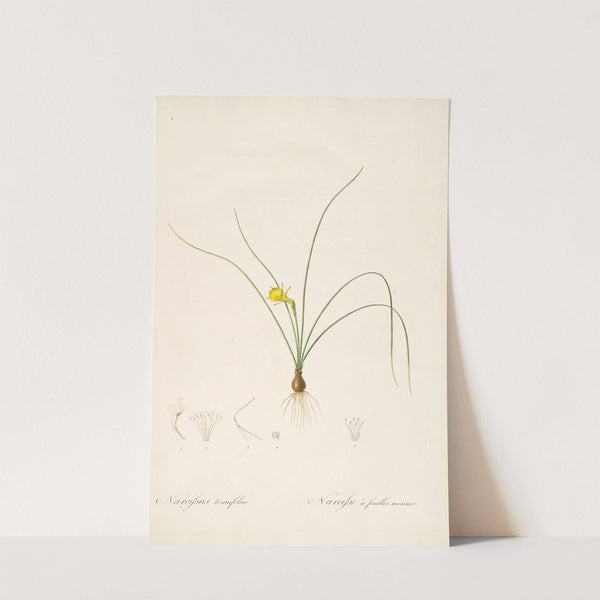 Les liliacees Pl.65 by Pierre Joseph Redouté