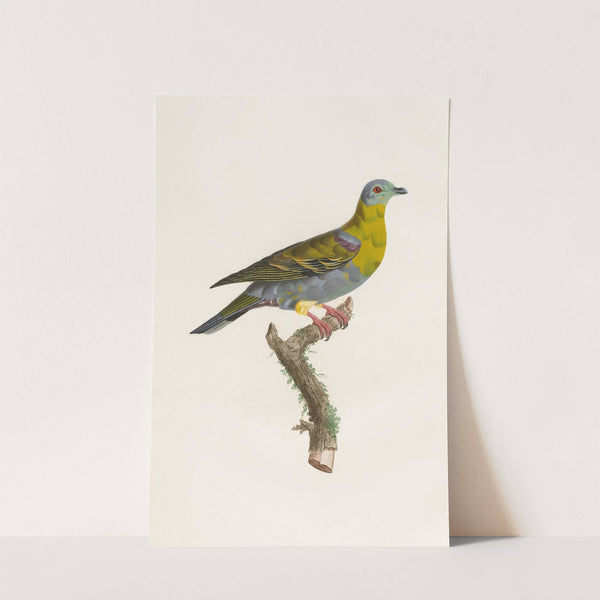 Les pigeons Pl.01 by Coenraad Jacob Temminck