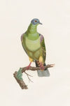 Les pigeons Pl.02