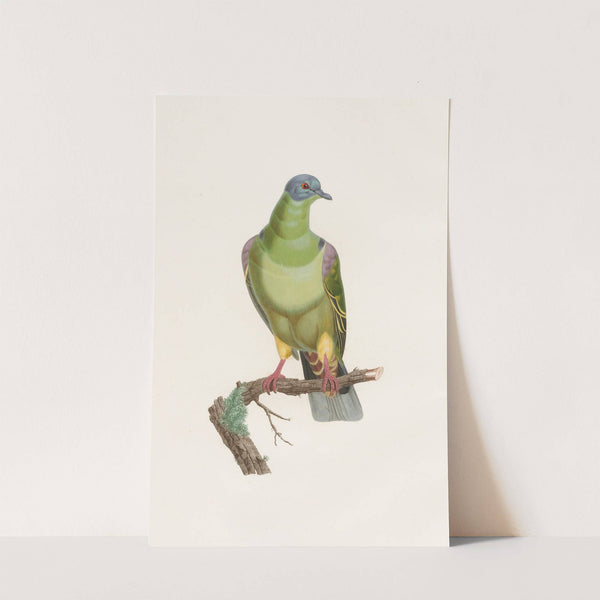 Les pigeons Pl.02 by Coenraad Jacob Temminck