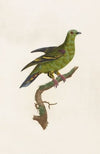 Les pigeons Pl.03