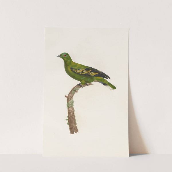 Les pigeons Pl.04 by Coenraad Jacob Temminck