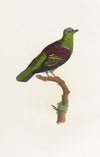 Les pigeons Pl.05
