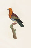 Les pigeons Pl.06