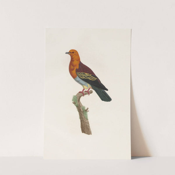 Les pigeons Pl.06 by Coenraad Jacob Temminck