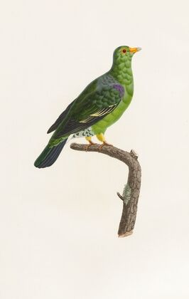 Les pigeons Pl.07