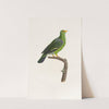 Les pigeons Pl.07 by Coenraad Jacob Temminck