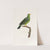 Les pigeons Pl.07 by Coenraad Jacob Temminck