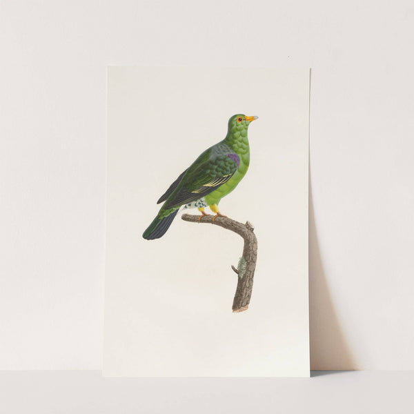 Les pigeons Pl.07 by Coenraad Jacob Temminck