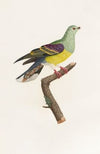 Les pigeons Pl.08