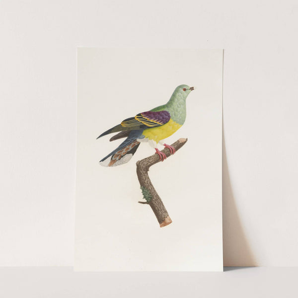 Les pigeons Pl.08 by Coenraad Jacob Temminck