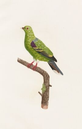 Les pigeons Pl.09