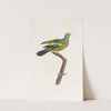 Les pigeons Pl.10 by Coenraad Jacob Temminck