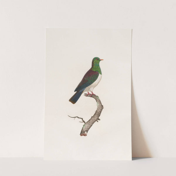 Les pigeons Pl.12 by Coenraad Jacob Temminck