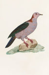 Les pigeons Pl.14
