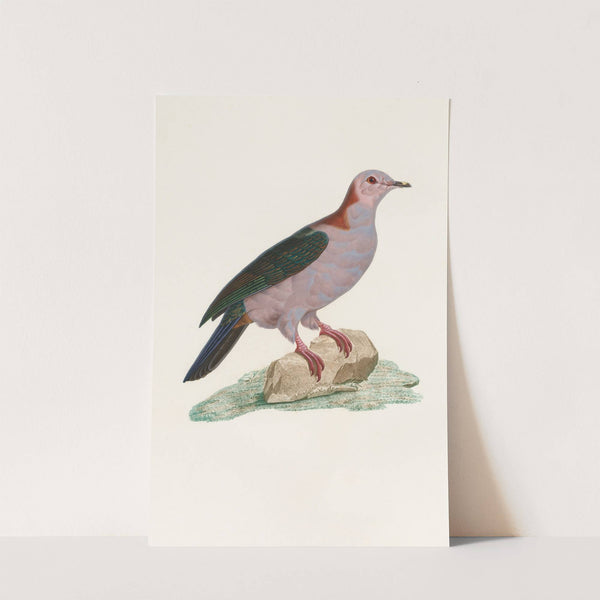 Les pigeons Pl.14 by Coenraad Jacob Temminck