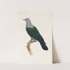 Les pigeons Pl.15 by Coenraad Jacob Temminck