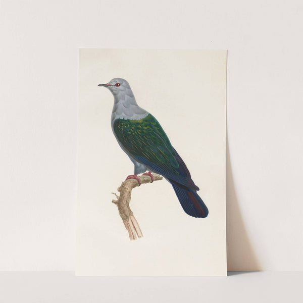 Les pigeons Pl.15 by Coenraad Jacob Temminck