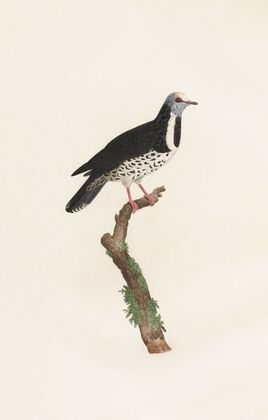 Les pigeons Pl.17