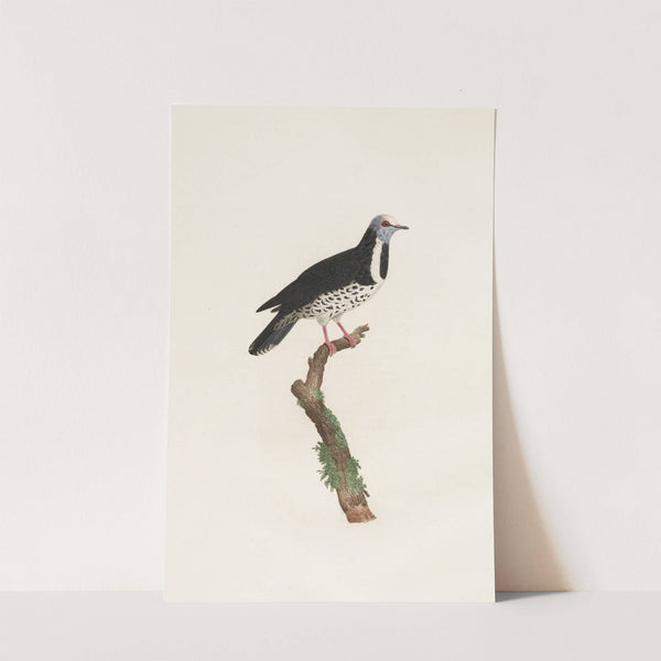 Les pigeons Pl.17 by Coenraad Jacob Temminck