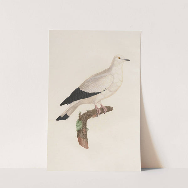 Les pigeons Pl.18 by Coenraad Jacob Temminck