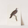 Les pigeons Pl.19 by Coenraad Jacob Temminck