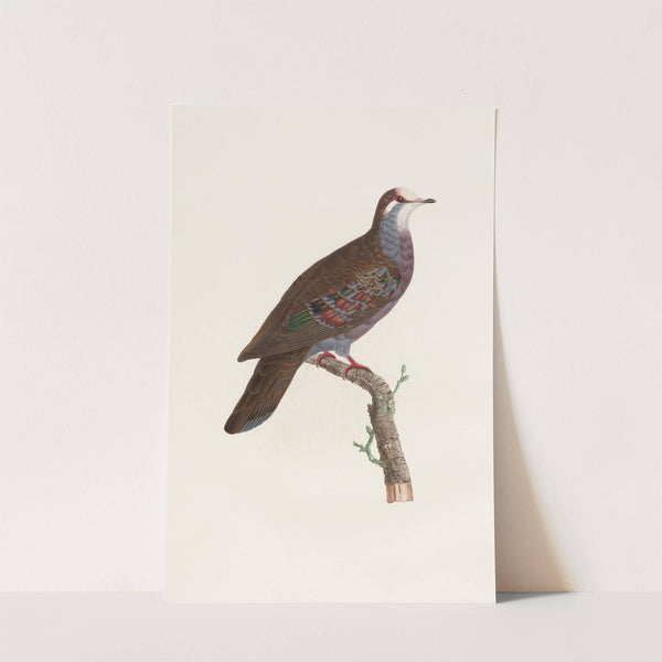 Les pigeons Pl.19 by Coenraad Jacob Temminck