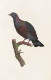 Les pigeons Pl.21