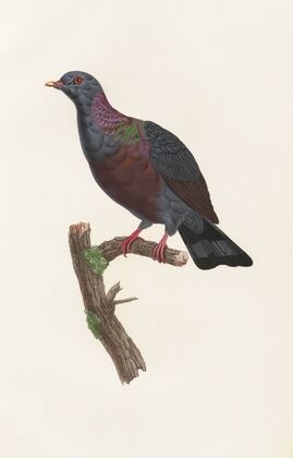 Les pigeons Pl.21