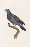 Les pigeons Pl.22