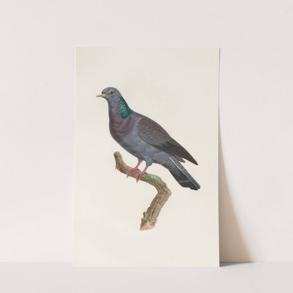 Les pigeons Pl.22 by Coenraad Jacob Temminck