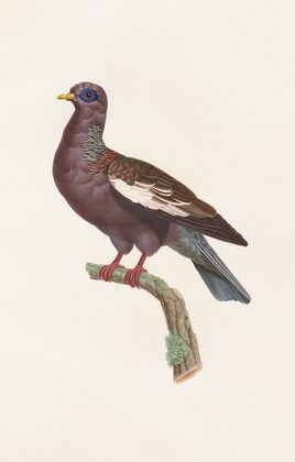 Les pigeons Pl.29