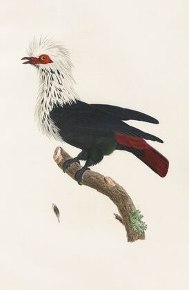 Les pigeons Pl.30