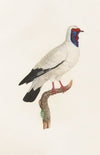 Les pigeons Pl.32