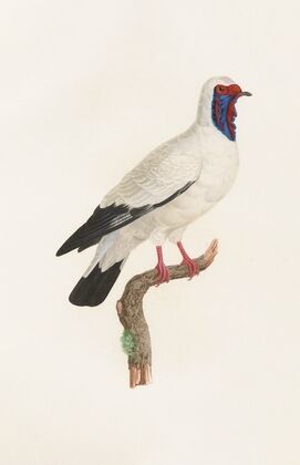 Les pigeons Pl.32