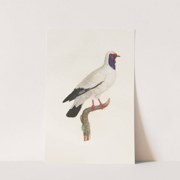 Les pigeons Pl.32 by Coenraad Jacob Temminck